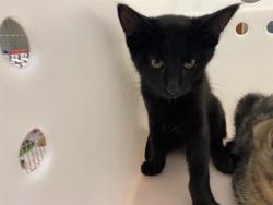 Shelter Stray Male Cat last seen Near BLOCK N 25TH ST, 3839 W Burnham St, West Milwaukee, WI 53215, USA