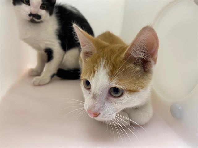Shelter Stray Male Cat last seen Near BLOCK N 25TH ST, 3839 W Burnham St, West Milwaukee, WI 53215, USA