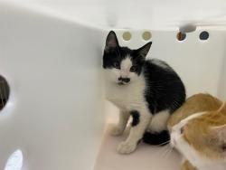 Shelter Stray Female Cat last seen Near BLOCK N 25TH ST, 3839 W Burnham St, West Milwaukee, WI 53215, USA
