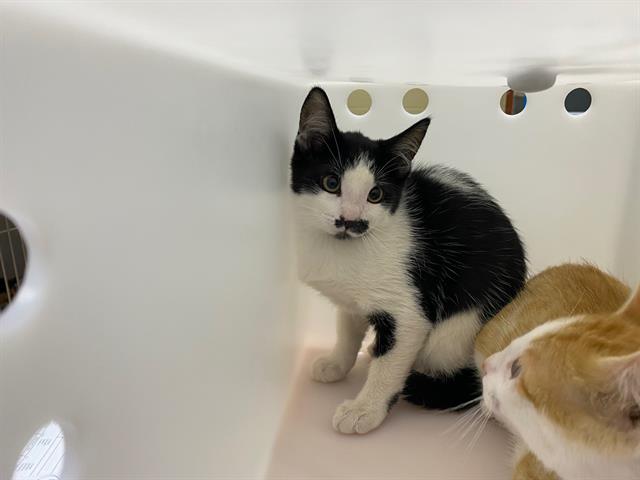 Shelter Stray Female Cat last seen Near BLOCK N 25TH ST, 3839 W Burnham St, West Milwaukee, WI 53215, USA