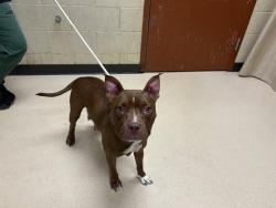 Shelter Stray Female Dog last seen Near BLOCK N 50TH ST, 3839 W Burnham St, West Milwaukee, WI 53215, USA