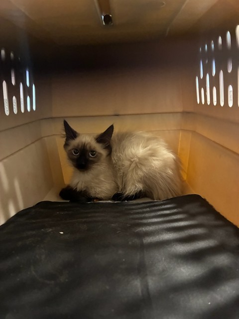 Shelter Stray Female Cat last seen Near BLOCK W 100TH, 12155 Park Blvd, Brighton, CO 80601, USA