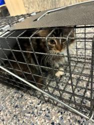 Shelter Stray Female Cat last seen Near BLOCK W 100TH, 12155 Park Blvd, Brighton, CO 80601, USA