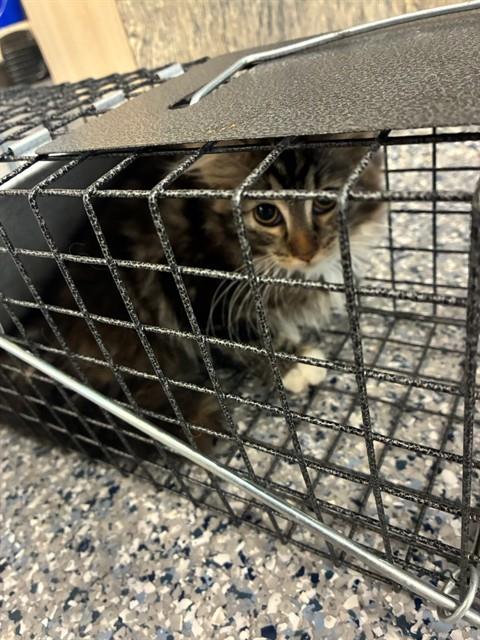 Shelter Stray Female Cat last seen Near BLOCK W 100TH, 12155 Park Blvd, Brighton, CO 80601, USA