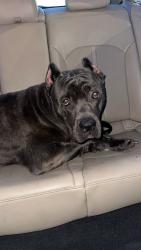Lost Male Dog last seen Near Monterey Parkway, Atlanta, GA 30350