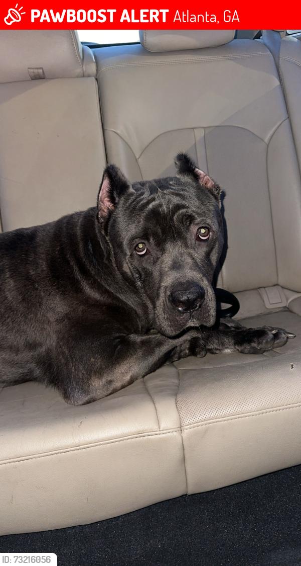 Lost Male Dog last seen Near Monterey Parkway, Atlanta, GA 30350