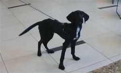 Shelter Stray Male Dog last seen GULF WAY AND OLD DIXIE HWY, 19640 Dogpatch Ln, Land O' Lakes, FL 34638, USA