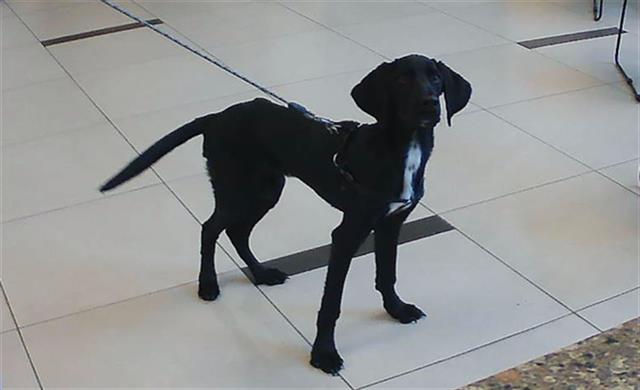 Shelter Stray Male Dog last seen GULF WAY AND OLD DIXIE HWY, 19640 Dogpatch Ln, Land O' Lakes, FL 34638, USA