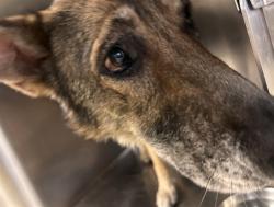 Shelter Stray Female Dog last seen ETIWANDA AVE, JURUPA VALLEY, CA, 6851 Van Buren Boulevard, Jurupa Valley, CA 92509, USA