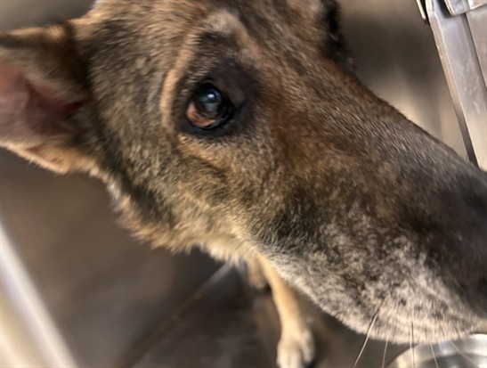 Shelter Stray Female Dog last seen ETIWANDA AVE, JURUPA VALLEY, CA, 6851 Van Buren Boulevard, Jurupa Valley, CA 92509, USA