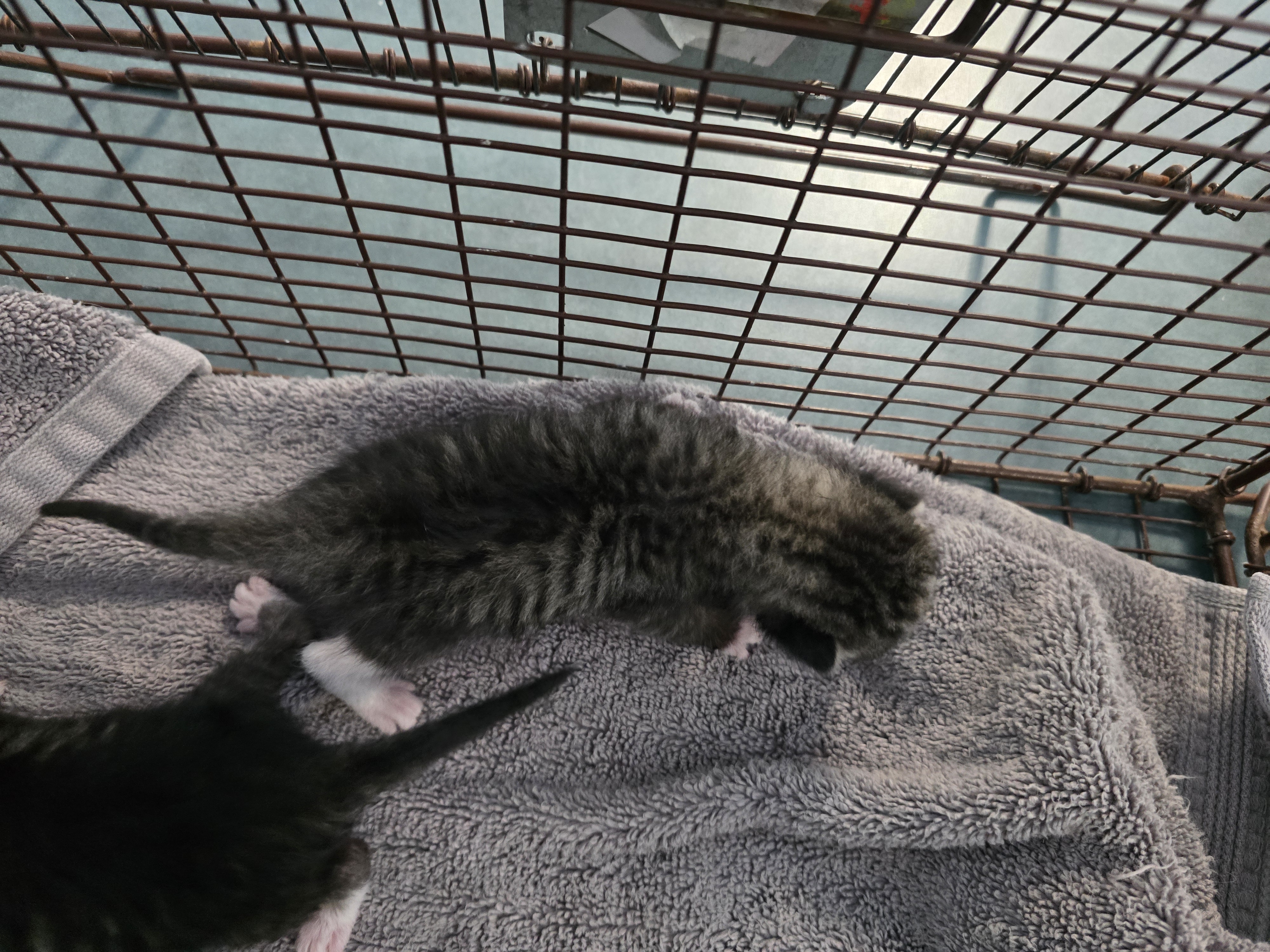 Shelter Stray Male Cat last seen , West Valley Animal Shelter, 20655 Plummer St, Chatsworth, CA 91311, USA