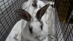 Shelter Stray Female Other last seen PHILOSPHERS WAY TRAIL IN MCLAREN PRK, 1419 Bryant St, San Francisco, CA 94103, USA