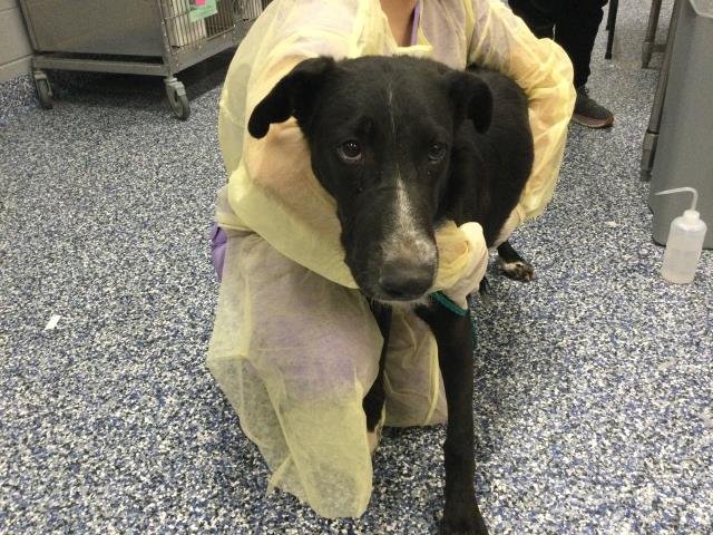 Shelter Stray Male Dog last seen Near BLOCK 64TH AVE, MECCA, CA, 72050 Pet Land Pl, Thousand Palms, CA 92276, USA