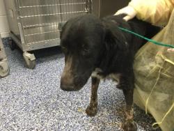 Shelter Stray Female Dog last seen Near BLOCK 64TH AVE, MECCA, CA, 72050 Pet Land Pl, Thousand Palms, CA 92276, USA