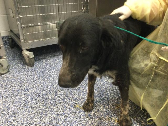 Shelter Stray Female Dog last seen Near BLOCK 64TH AVE, MECCA, CA, 72050 Pet Land Pl, Thousand Palms, CA 92276, USA