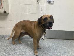 Shelter Stray Female Dog last seen Near BLK E RHEA ST LONG BEACH CA 90806, 7700 E Spring St, Long Beach, CA 90815, USA