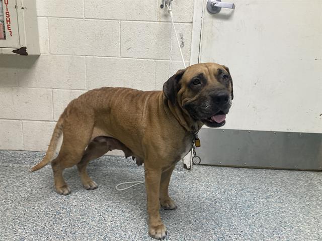 Shelter Stray Female Dog last seen Near BLK E RHEA ST LONG BEACH CA 90806, 7700 E Spring St, Long Beach, CA 90815, USA
