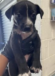 Shelter Stray Male Dog last seen WILDWOOD PARK, 333 Chandler Pl, San Bernardino, CA 92408, USA