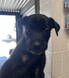Shelter Stray Female Dog last seen WILDWOOD PARK, 333 Chandler Pl, San Bernardino, CA 92408, USA