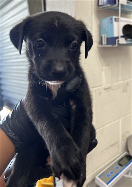 Shelter Stray Female Dog last seen WILDWOOD PARK, 333 Chandler Pl, San Bernardino, CA 92408, USA