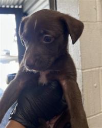 Shelter Stray Female Dog last seen WILDWOOD PARK, 333 Chandler Pl, San Bernardino, CA 92408, USA