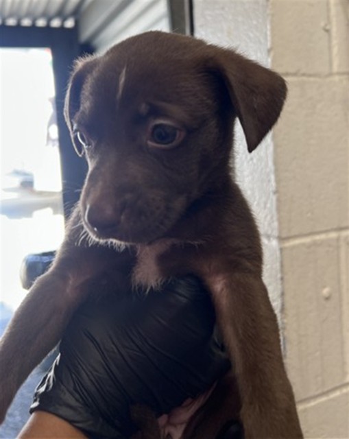 Shelter Stray Female Dog last seen WILDWOOD PARK, 333 Chandler Pl, San Bernardino, CA 92408, USA