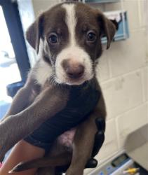 Shelter Stray Female Dog last seen WILDWOOD PARK, 333 Chandler Pl, San Bernardino, CA 92408, USA