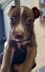 Shelter Stray Male Dog last seen WILDWOOD PARK, 333 Chandler Pl, San Bernardino, CA 92408, USA