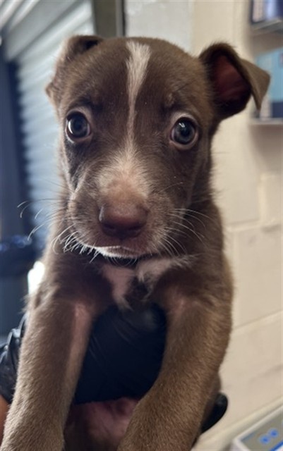 Shelter Stray Male Dog last seen WILDWOOD PARK, 333 Chandler Pl, San Bernardino, CA 92408, USA
