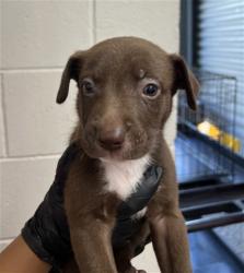 Shelter Stray Male Dog last seen WILDWOOD PARK, 333 Chandler Pl, San Bernardino, CA 92408, USA