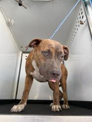 Shelter Stray Male Dog last seen Near BLK E 19TH ST BAKERSFIELD,CA, 201 S Mt Vernon Ave, Bakersfield, CA 93307, USA
