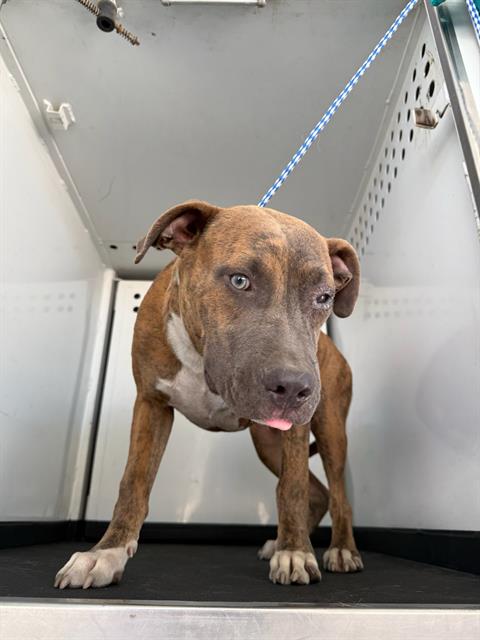 Shelter Stray Male Dog last seen Near BLK E 19TH ST BAKERSFIELD,CA, 201 S Mt Vernon Ave, Bakersfield, CA 93307, USA