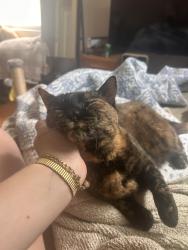 Reunited Female Cat last seen Humboldt and Locust, Milwaukee, WI 53212