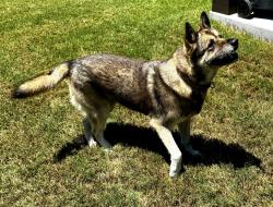 Reunited Female Dog last seen Matthew’s Park, Waxahachie, TX 75165