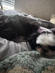Lost Female Dog last seen Veterans Park, Fontana, CA 92335