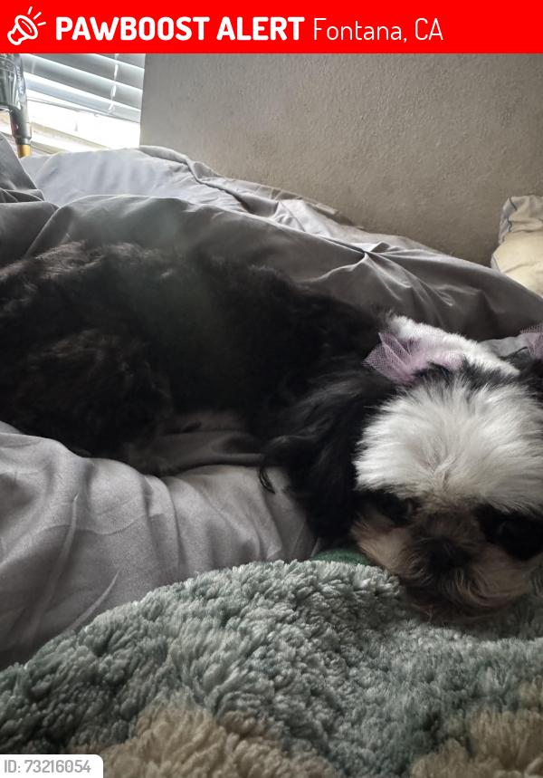 Lost Female Dog last seen Veterans Park, Fontana, CA 92335