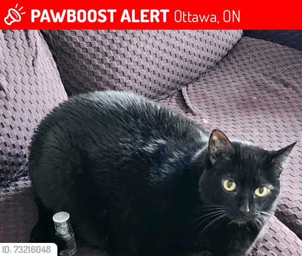 Lost Male Cat last seen Pebble beach crt. stittsville, Ottawa, ON 