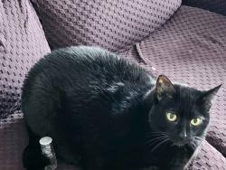 Lost Male Cat last seen Pebble beach crt. stittsville, Ottawa, ON 
