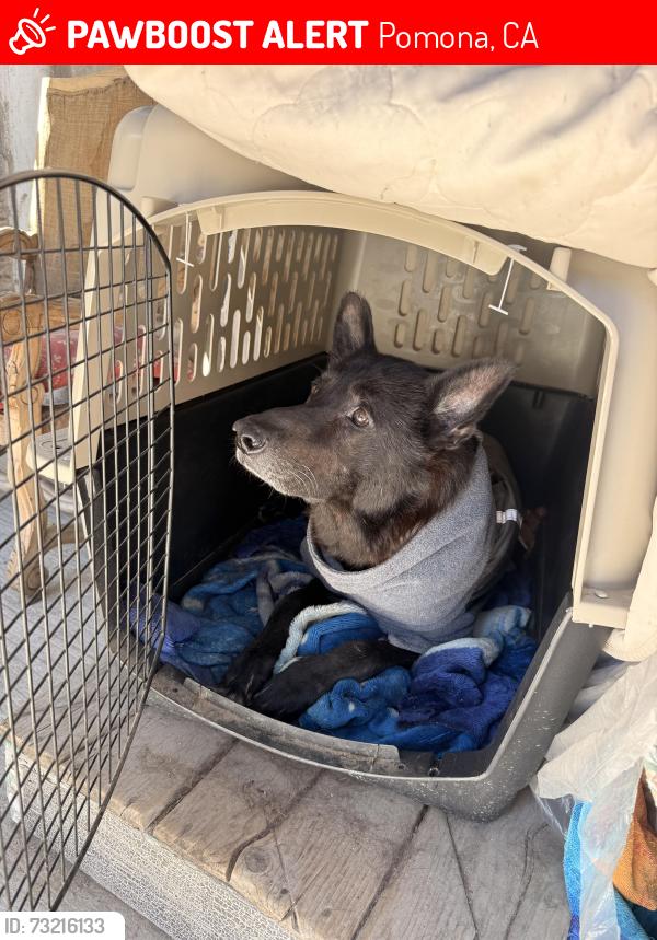 Lost Male Dog last seen Philips and east end, Pomona, CA 91766