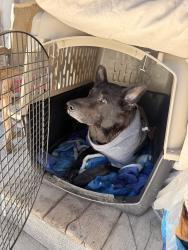 Lost Male Dog last seen Philips and east end, Pomona, CA 91766