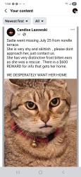 Lost Female Cat last seen Near norelle terrace, St. Albert, AB T8N 3V1