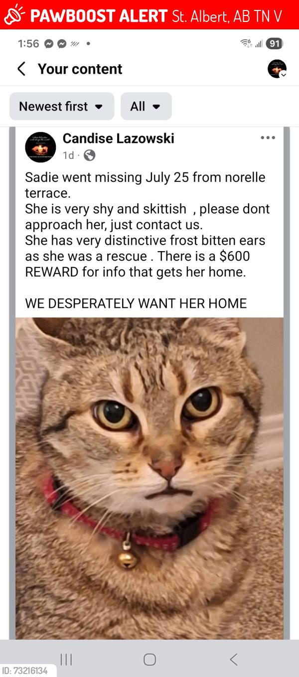 Lost Female Cat last seen Near norelle terrace, St. Albert, AB T8N 3V1