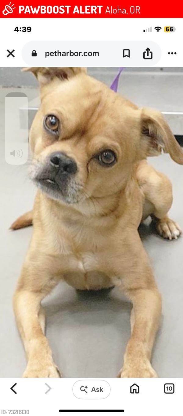 Lost Male Dog last seen 204th and brightwood ct, Aloha, OR 97006