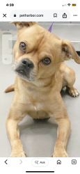Lost Male Dog last seen 204th and brightwood ct, Aloha, OR 97006