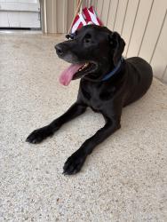 Reunited Male Dog last seen Near Demotropolis, Mobile, AL 36693