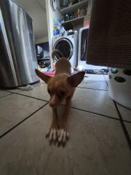 Lost Female Dog last seen Camino Pico Vista and Twin Peaks, Tucson, AZ 85742