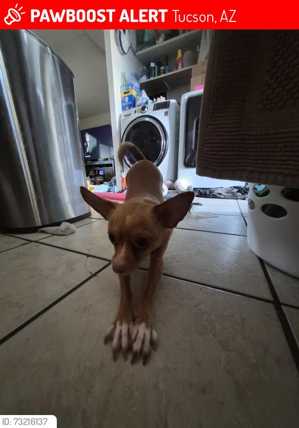 Lost Female Dog last seen Camino Pico Vista and Twin Peaks, Tucson, AZ 85742