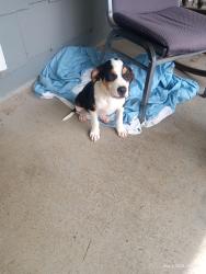 Found/Stray Male Dog last seen Buck Creek Church, Chesnee, SC 29323