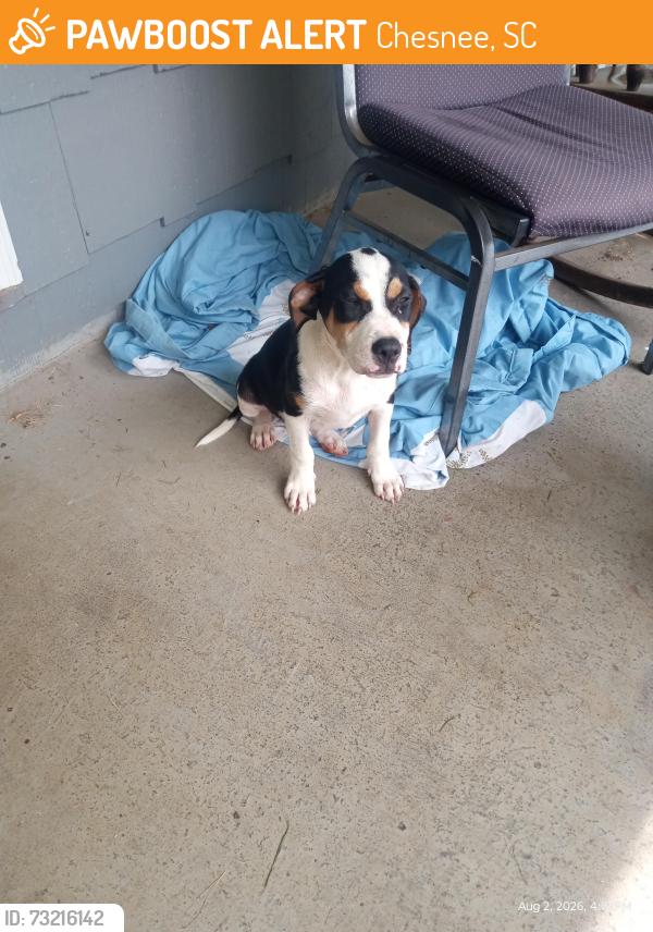 Found/Stray Male Dog last seen Buck Creek Church, Chesnee, SC 29323