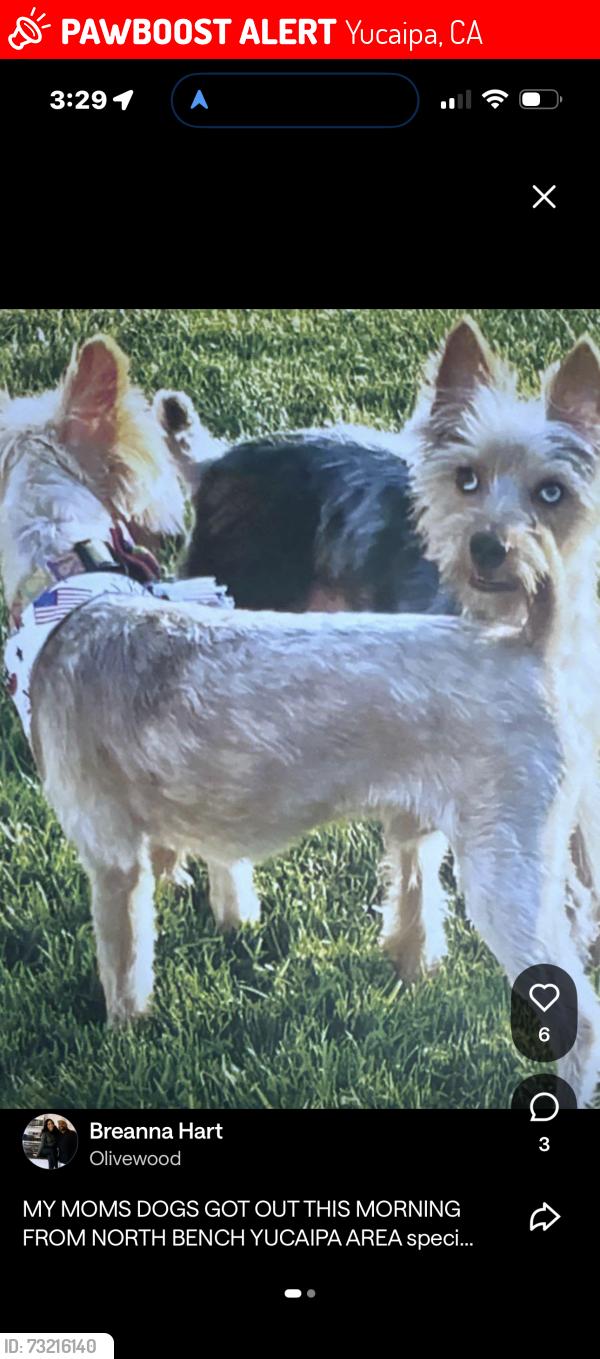 Lost Male Dog last seen Oak glen, Yucaipa, CA 92399